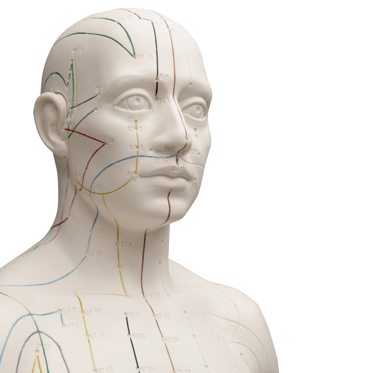 Acupuncture Model, male