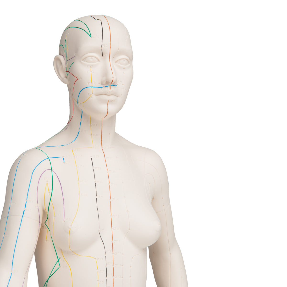 Acupuncture Model, female