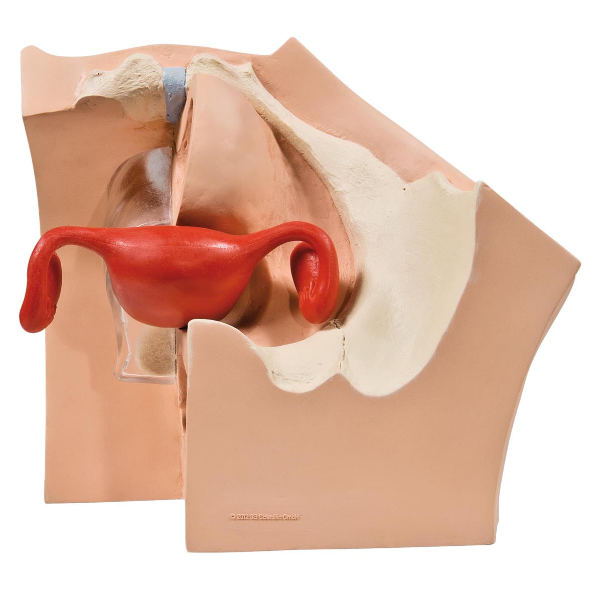 Model for GynaecologicalPatient Education