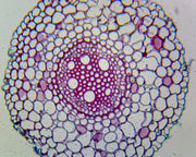Microscope Slide, Allium Root, C.S.