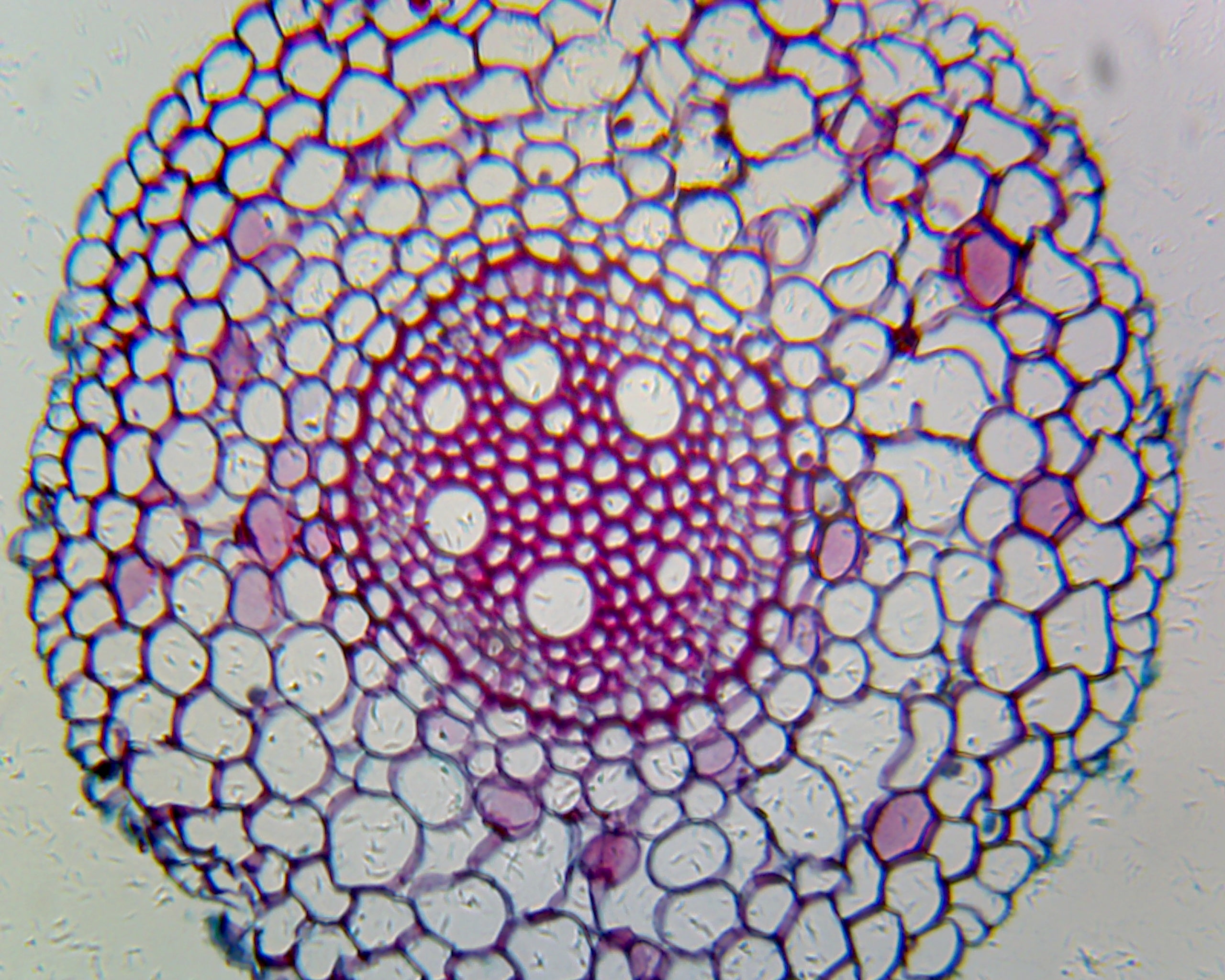 Microscope Slide, Allium Root, C.S.