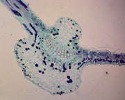 Microscope Slide, Begonia Leaf C.S.