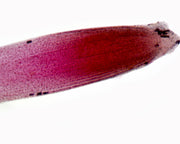 Microscope Slide, Grass Root; W.M. Showing Root Hairs and Cap