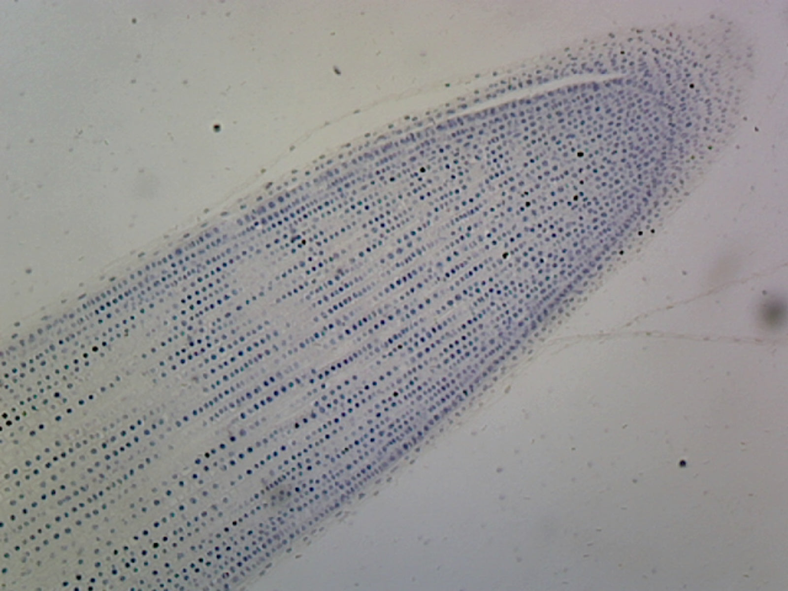 Microscope Slide, Lilium Mitosis; L.S.