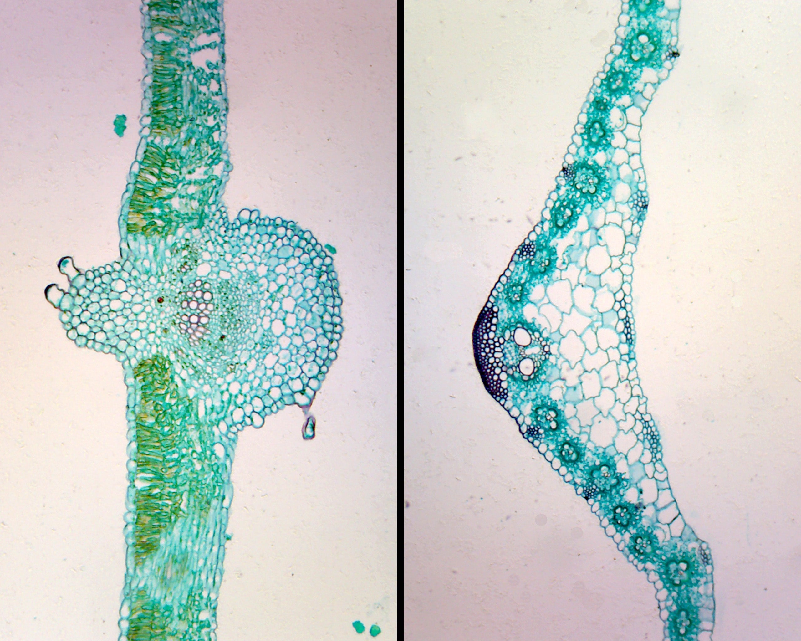 Microscope Slide, Monocot & Dicot Leaf In Comparison; C.S.