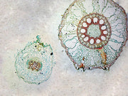 Microscope Slide, Monocot & Dicot Root in Comparison; Cross Section; QS stain