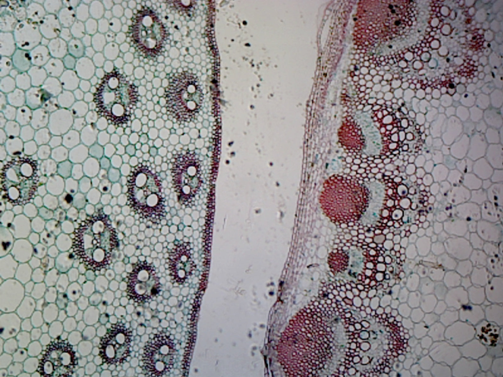 Microscope Slide, Monocot & Dicot Stem in Comparison C.S. Showing Corn & Sunflower Stems