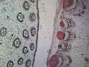 Microscope Slide, Monocot & Dicot Stem in Comparison C.S. Showing Corn & Sunflower Stems