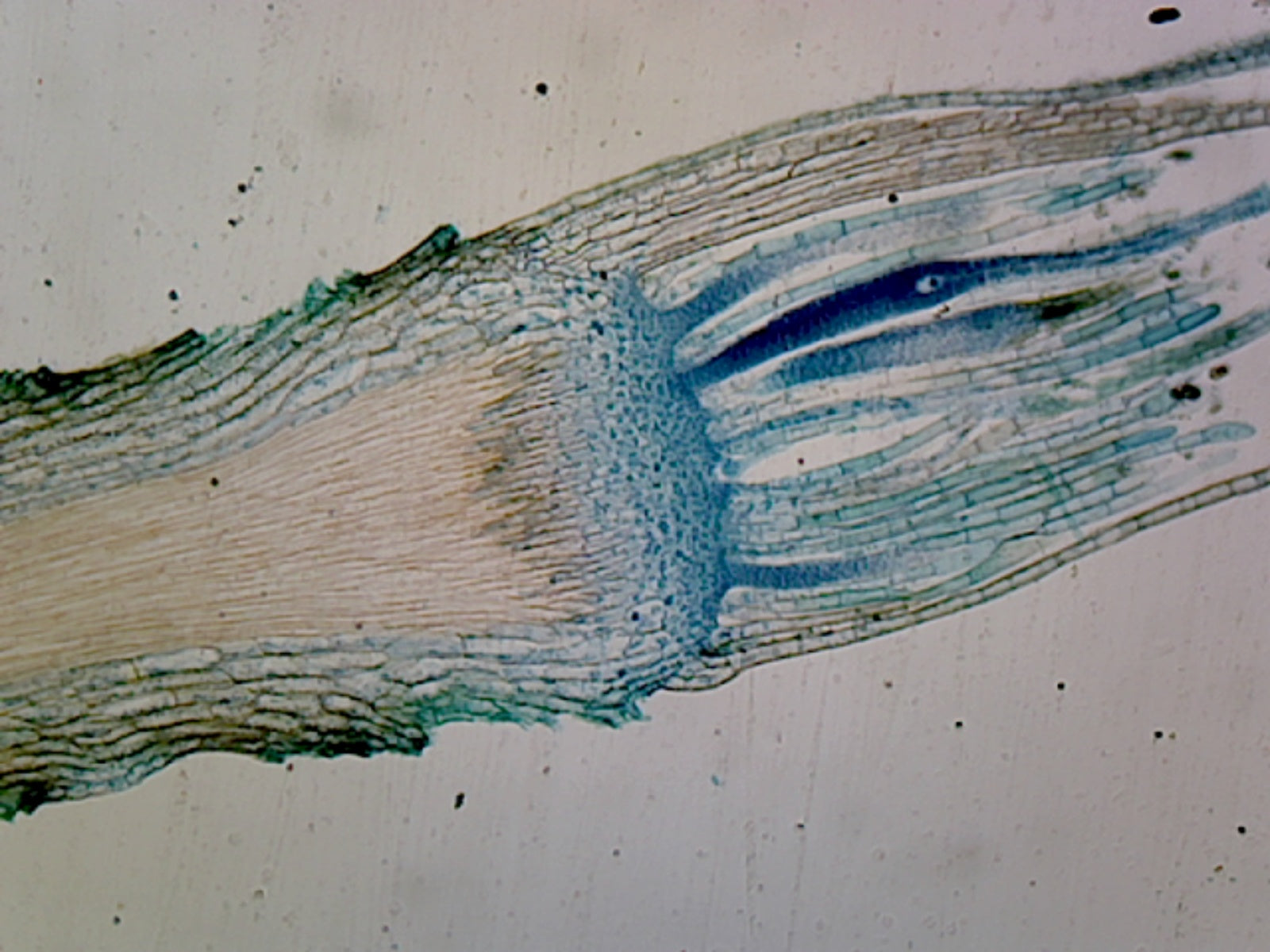 Microscope Slide, Moss Antheridia, L.S.