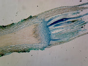 Microscope Slide, Moss Antheridia, L.S.