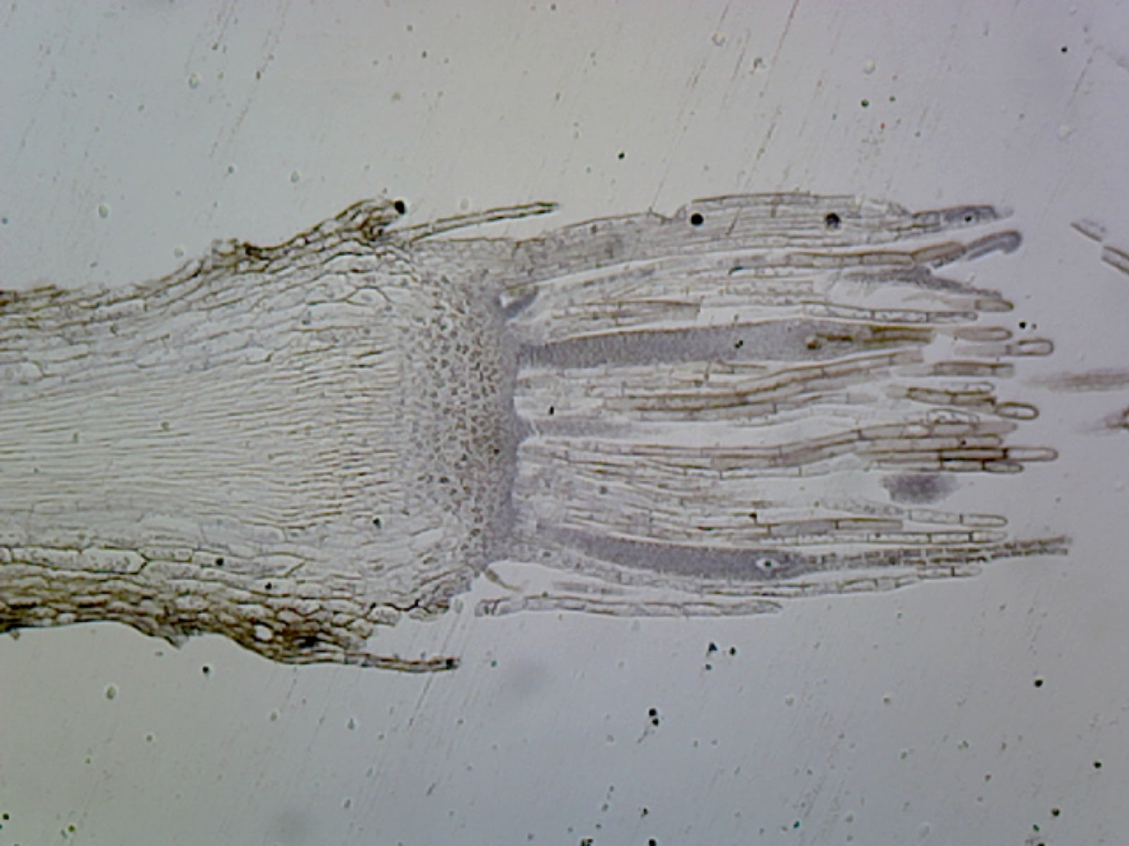 Microscope Slide, Moss Archegonia L.S.