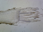 Microscope Slide, Moss Archegonia L.S.