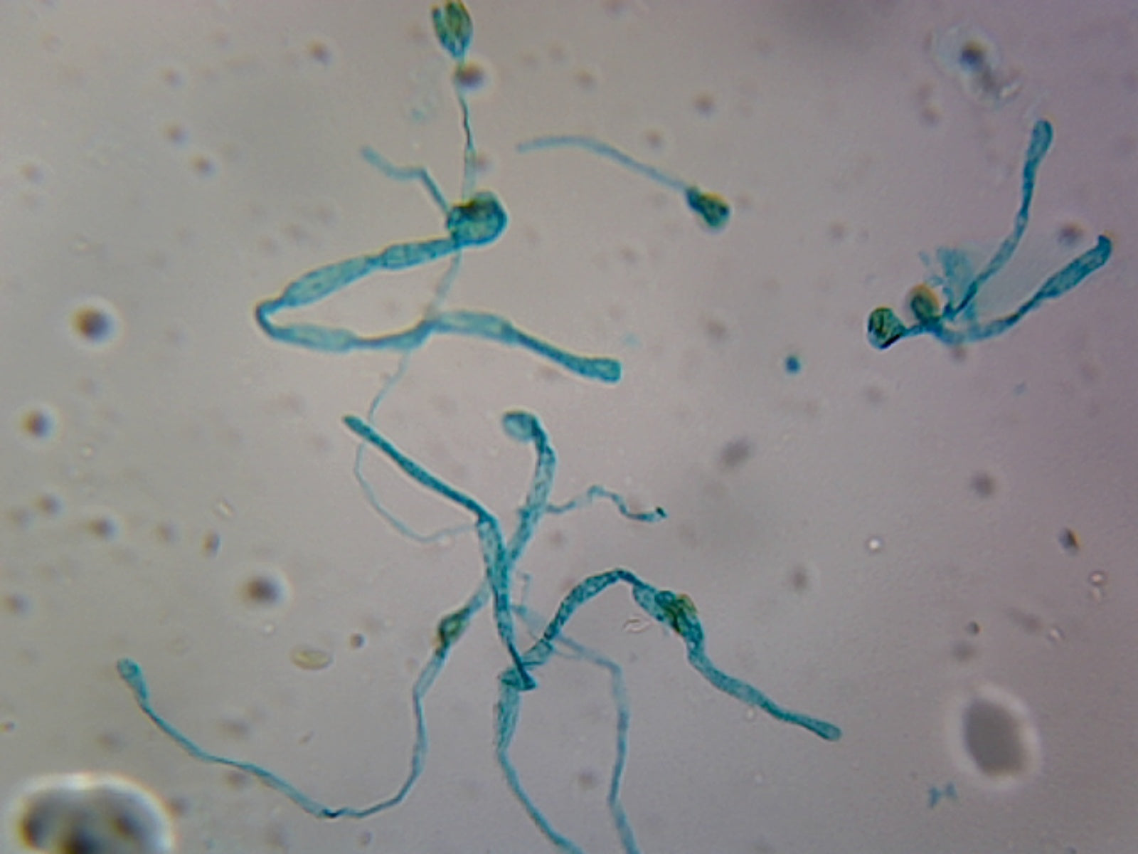 Microscope Slide, Moss Protonema, W.M.