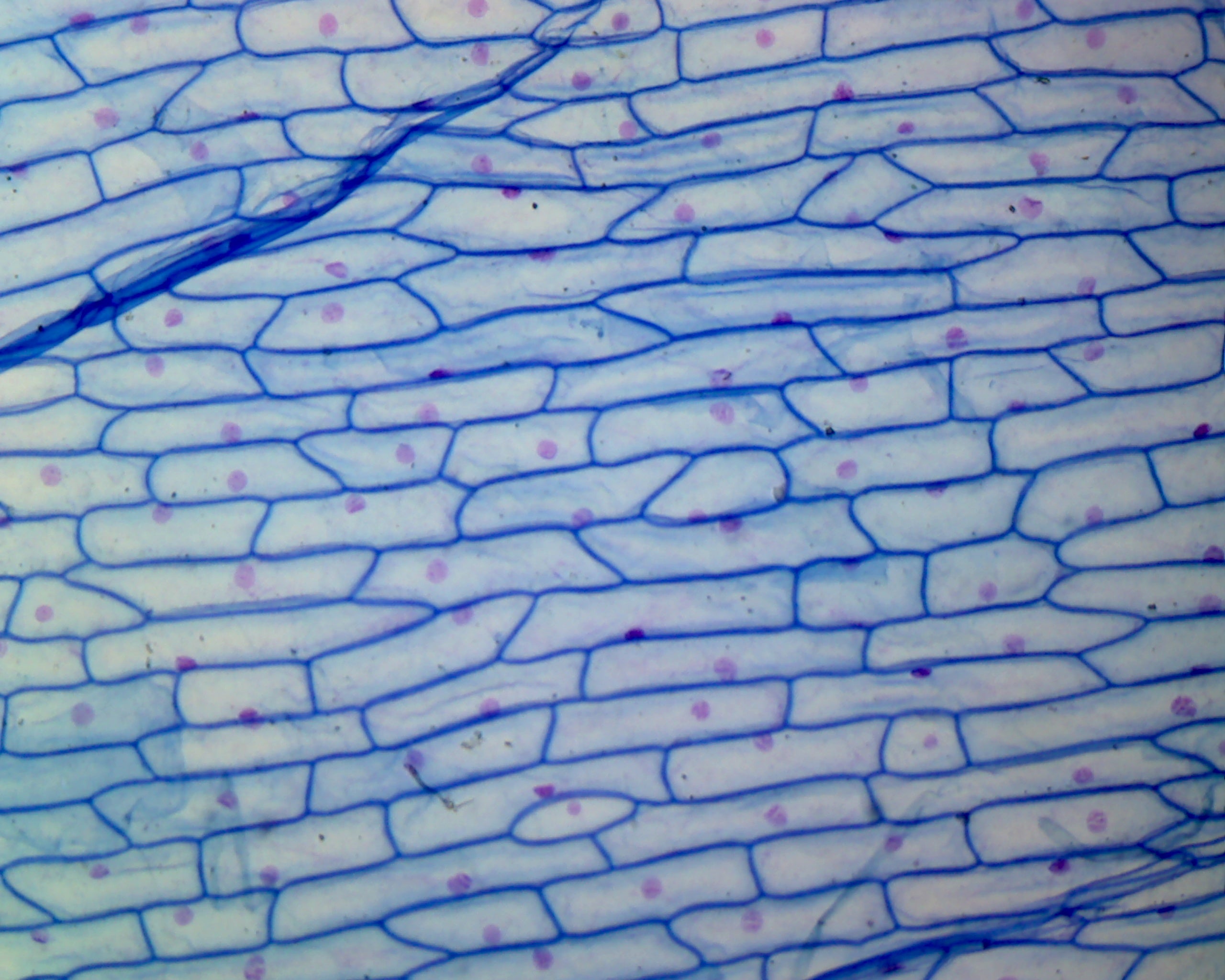 Microscope Slide, Onion Bulb Epidermis, W.M.