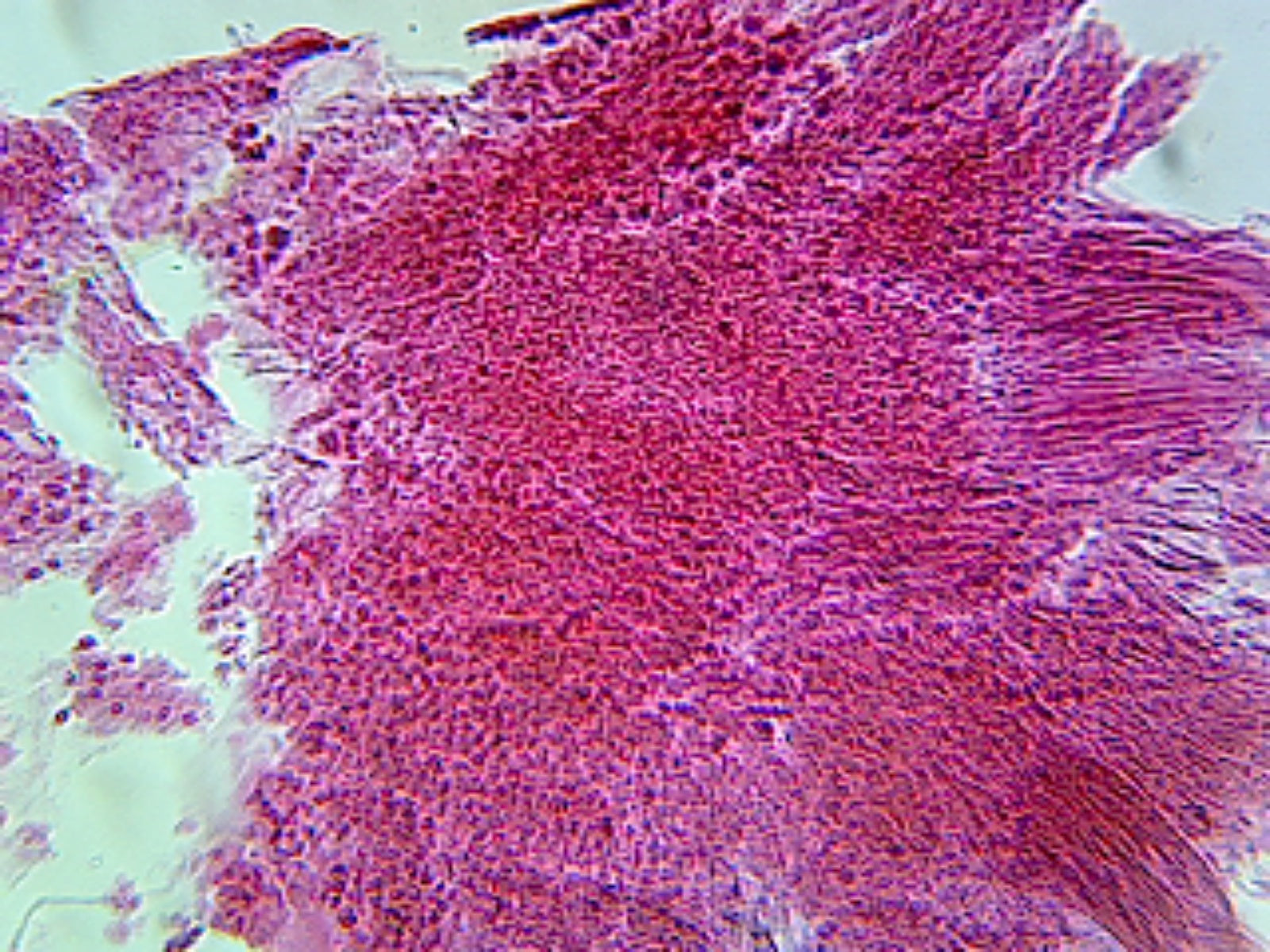Microscope Slide, Onion Root Tip Squash W.M.