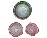 Microscope Slide, Mnium Archegonia