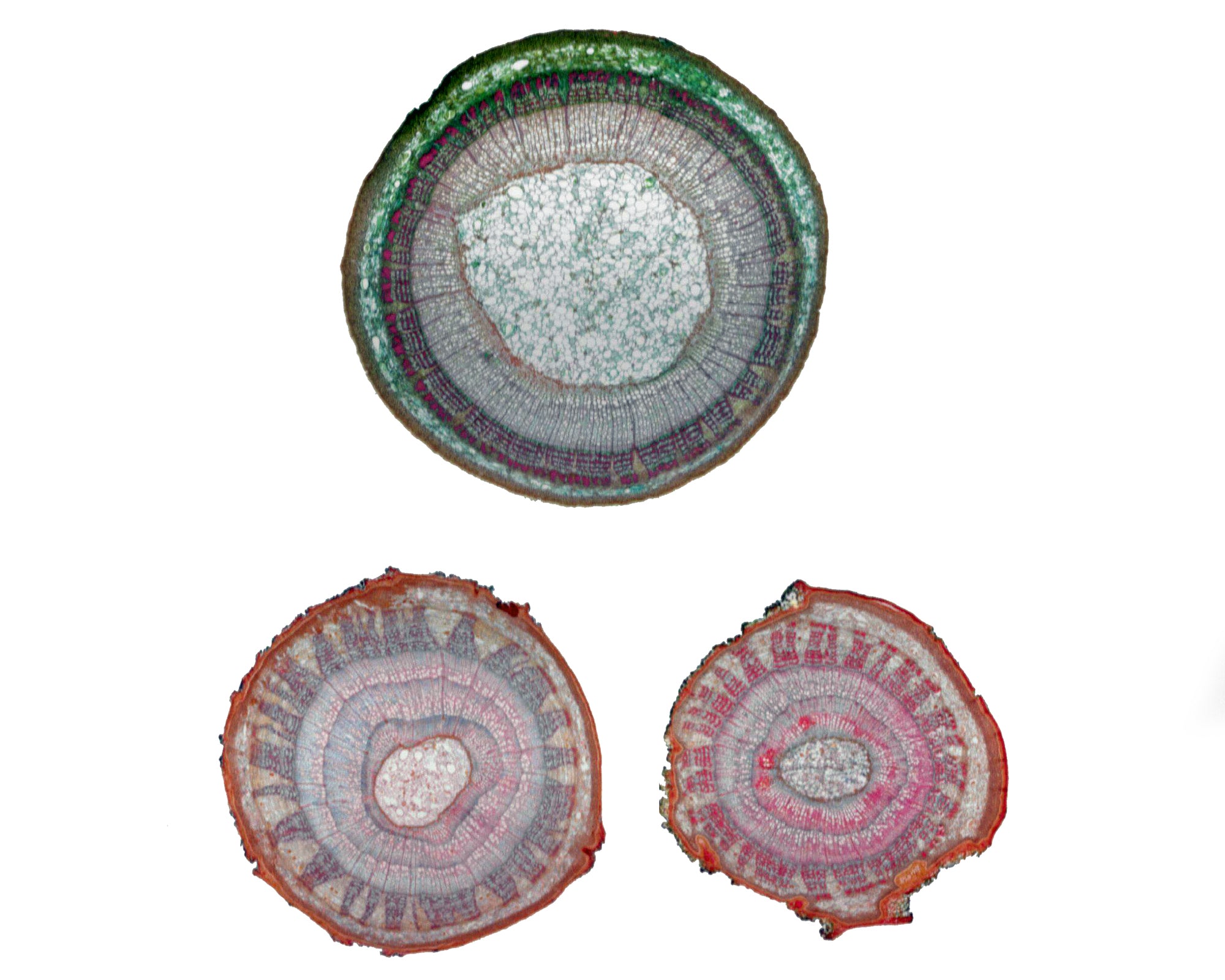 Microscope Slide, Mnium Archegonia