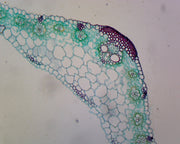 Microscope Slide, Zea Mays Leaf; C.S. Corn