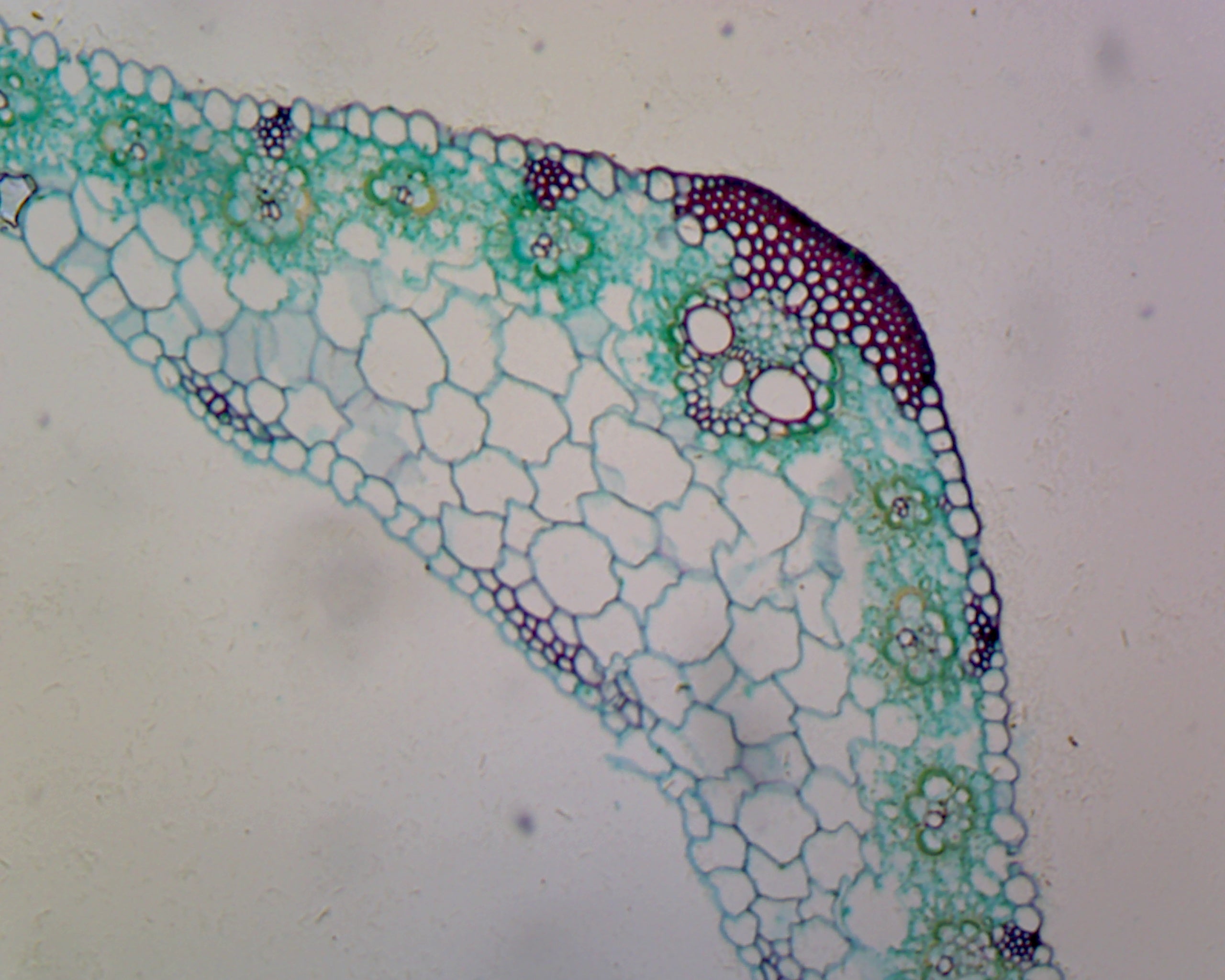 Microscope Slide, Zea Mays Leaf; C.S. Corn