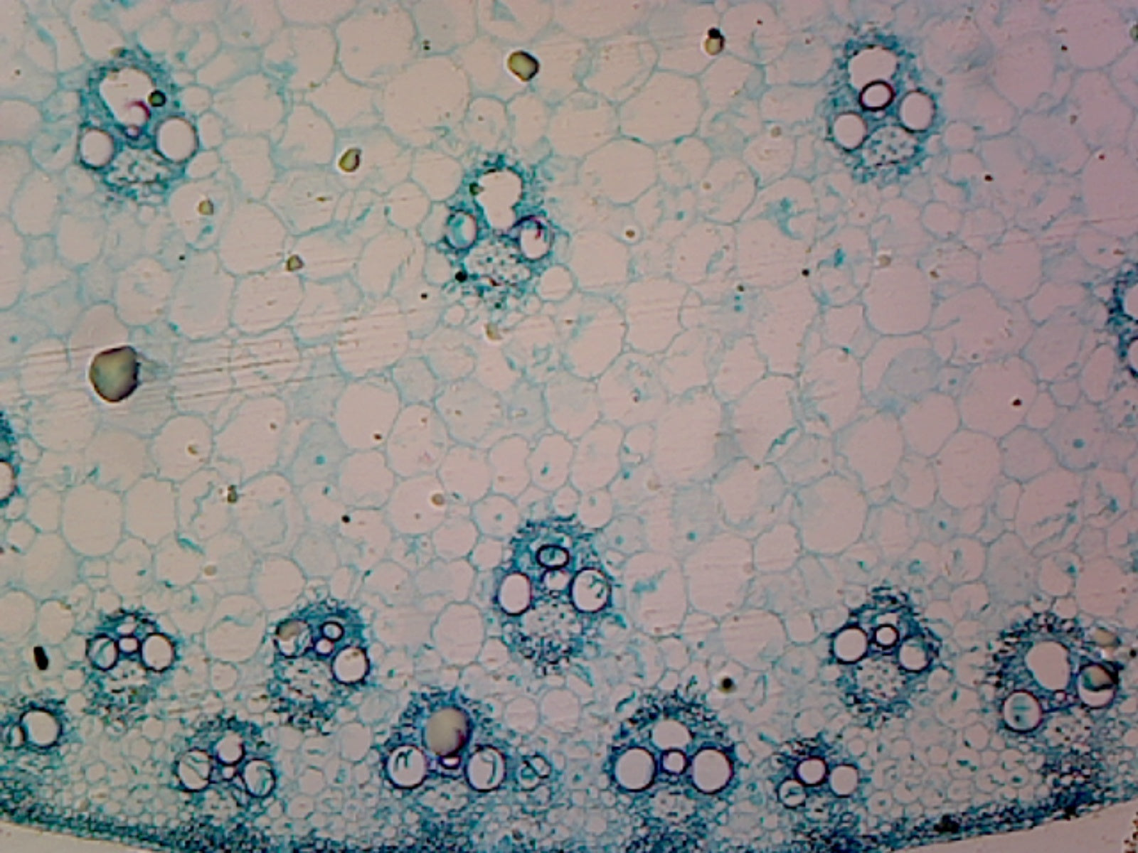 Microscope Slide, Zea Mays Stem; C.S. Corn