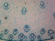 Microscope Slide, Zea Mays Stem; C.S. Corn