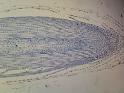 Microscope Slide, Typical Monocot Root: Allium Root Tip; L.S.