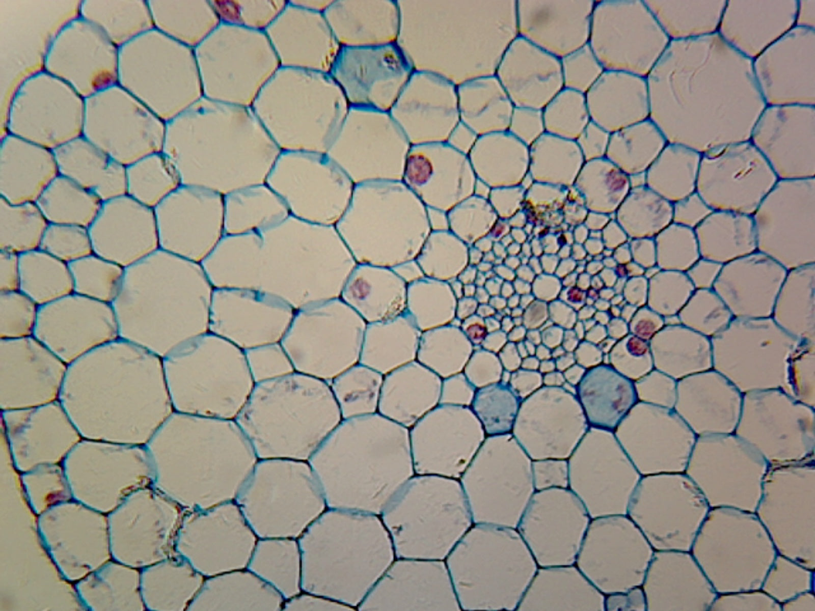 Microscope Slide, Typical Monocot Elodea Stem C.S.