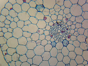 Microscope Slide, Typical Monocot Elodea Stem C.S.
