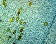 Microscope Slide, Elodea Submerged Leaf W.M.
