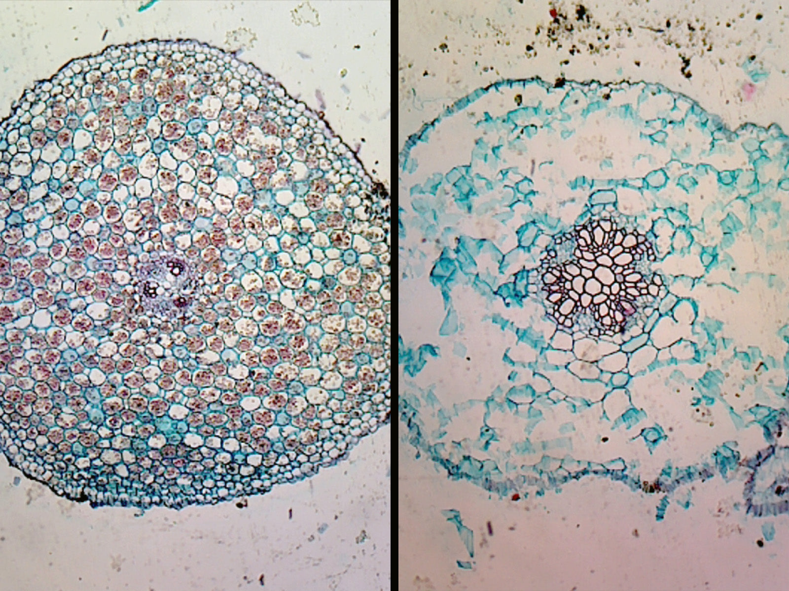 Microscope Slide, Herbaceous and woody roots in comparison; C.S. Showing buttercup and linden roots