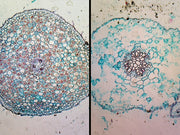 Microscope Slide, Herbaceous and woody roots in comparison; C.S. Showing buttercup and linden roots