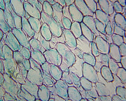 Microscope Slide, Iris Root Cross-Section Typical Monocot Root