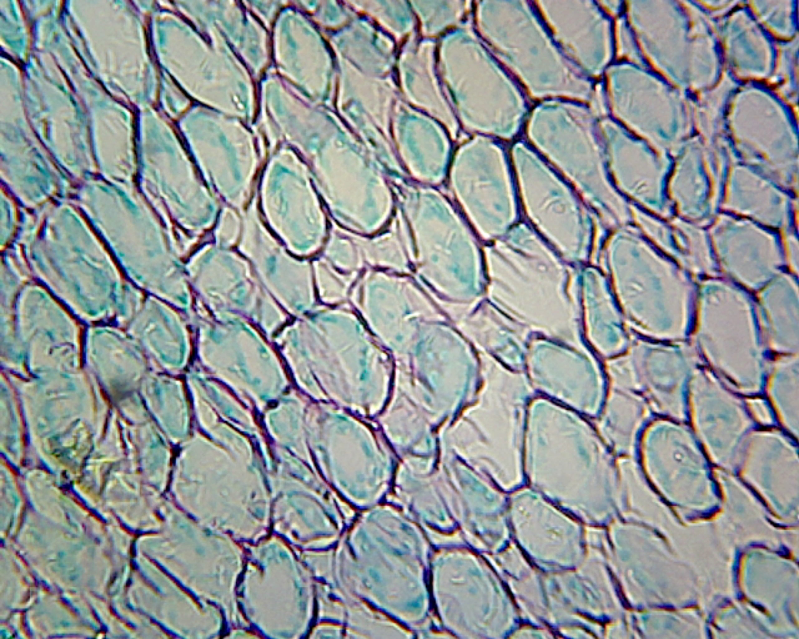 Microscope Slide, Iris Root Cross-Section Typical Monocot Root