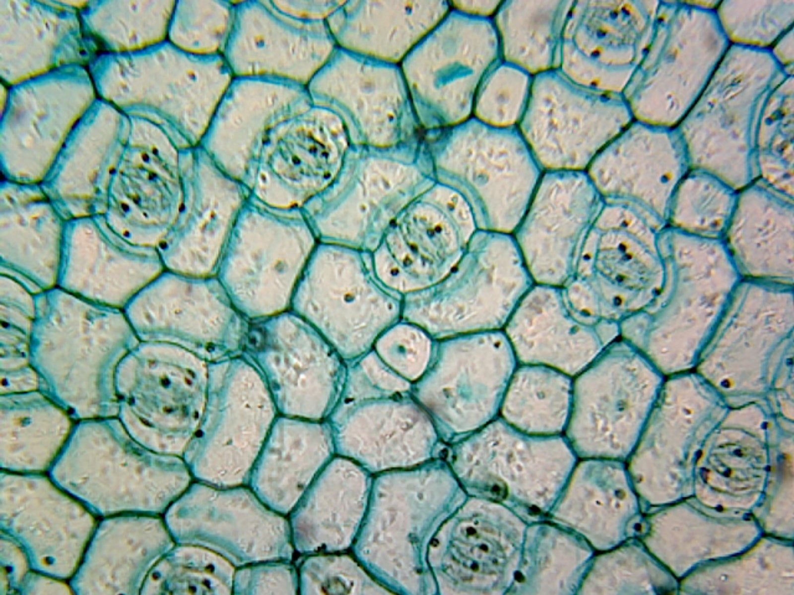 Microscope Slide, Monocot Leaf Epidermis W.M., Showing Stomata