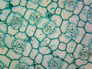 Microscope Slide, Monocot Leaf Epidermis W.M., Showing Stomata