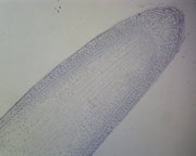 Microscope Slide, Onion Mitosis Lateral Section, Showing all stages. H&E Stain.