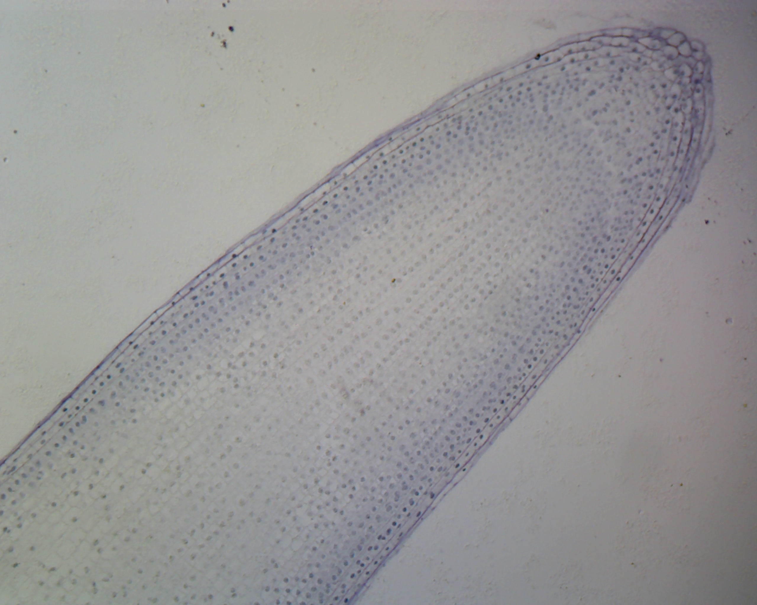 Microscope Slide, Onion Mitosis Lateral Section, Showing all stages. H&E Stain.