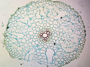 Microscope Slide, Ranunculus Root C.S.