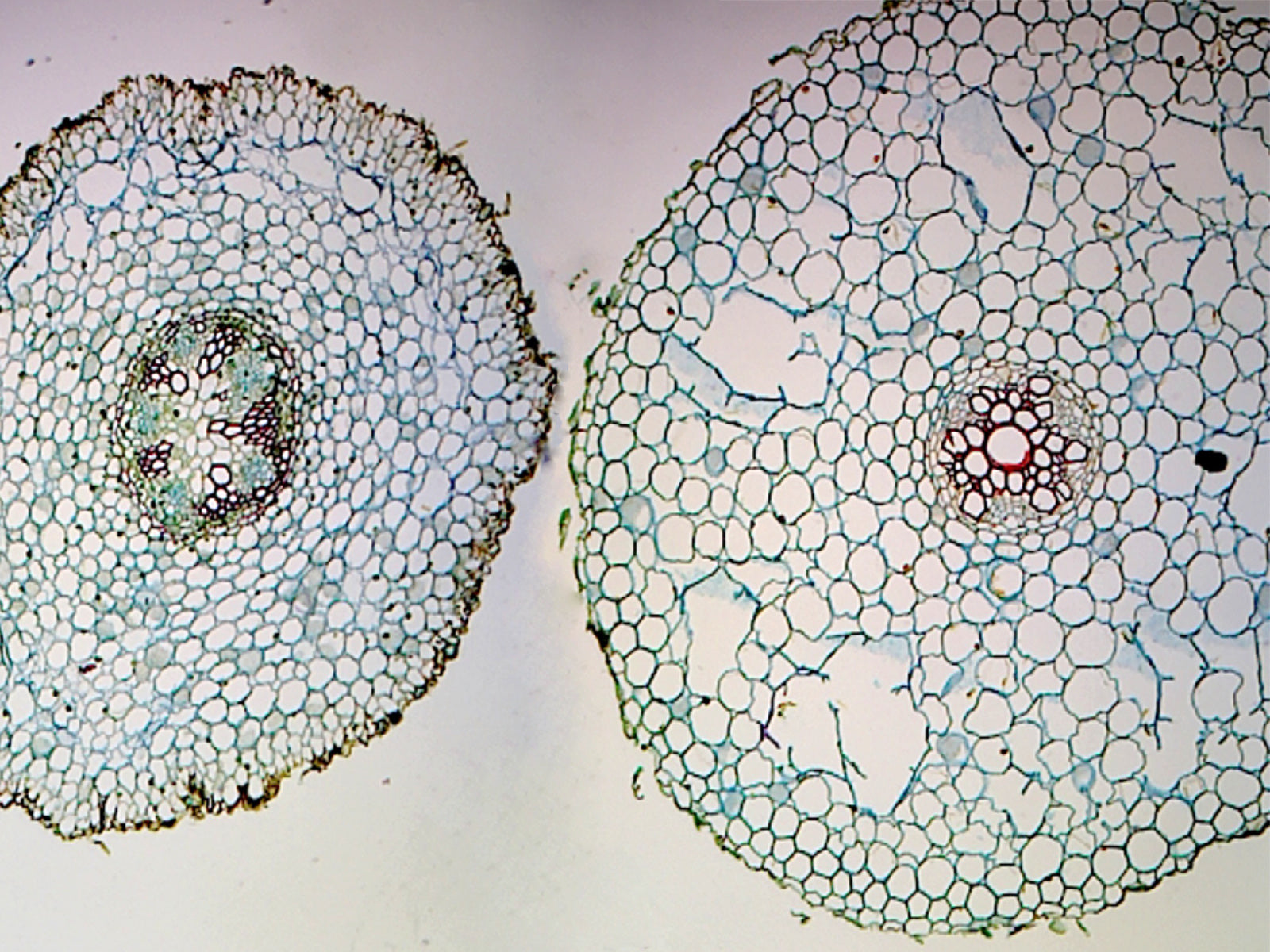 Microscope Slide, Ranunculus Young and Mature Root C.S.