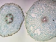 Microscope Slide, Ranunculus Young and Mature Root C.S.
