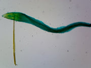 Microscope Slide, Raphanus Root Tip W.M.