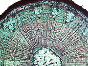 Microscope Slide, Tilia Three Years Stem; C.S. Basswood; Showing progression of rings formation