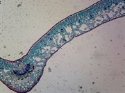 Microscope Slide, Angiosperms Leaves, Plant, Dicot Leaf, C.S. General Structure