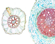 Microscope Slide, Angiosperms Roots; Monocot & Dicot Root in Comparison; W.M. and Comparison of thin root between grass & radish