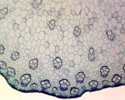 Microscope Slide, Angiosperm Stems, Plant, Monocot Stem, C.S. General Structure
