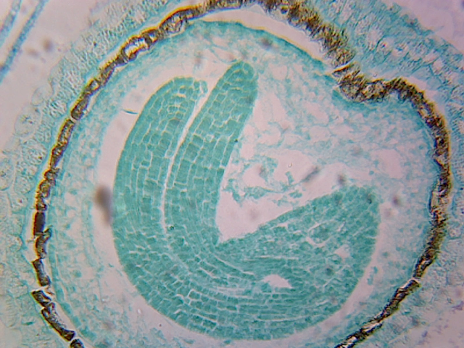 Microscope Slide, Caposella Embryo Later Cotyledon Stage, Longitude Section