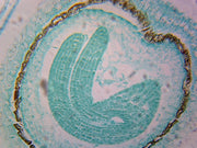 Microscope Slide, Caposella Embryo Later Cotyledon Stage, Longitude Section