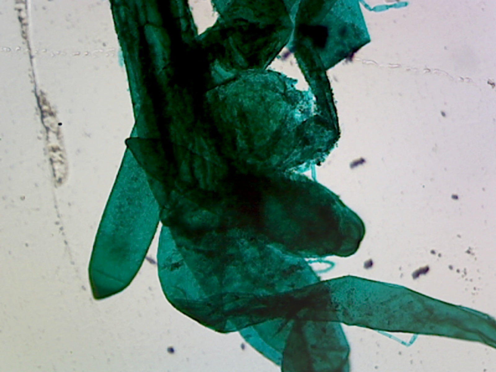 Microscope Slide, Chlorophyta Green Algae; Chara; Whole mount; Freshwater alga showing reproductive organs