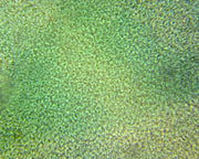 Microscope Slide, Chlorophyta Green Algae; Ulva Thallus, W.M.