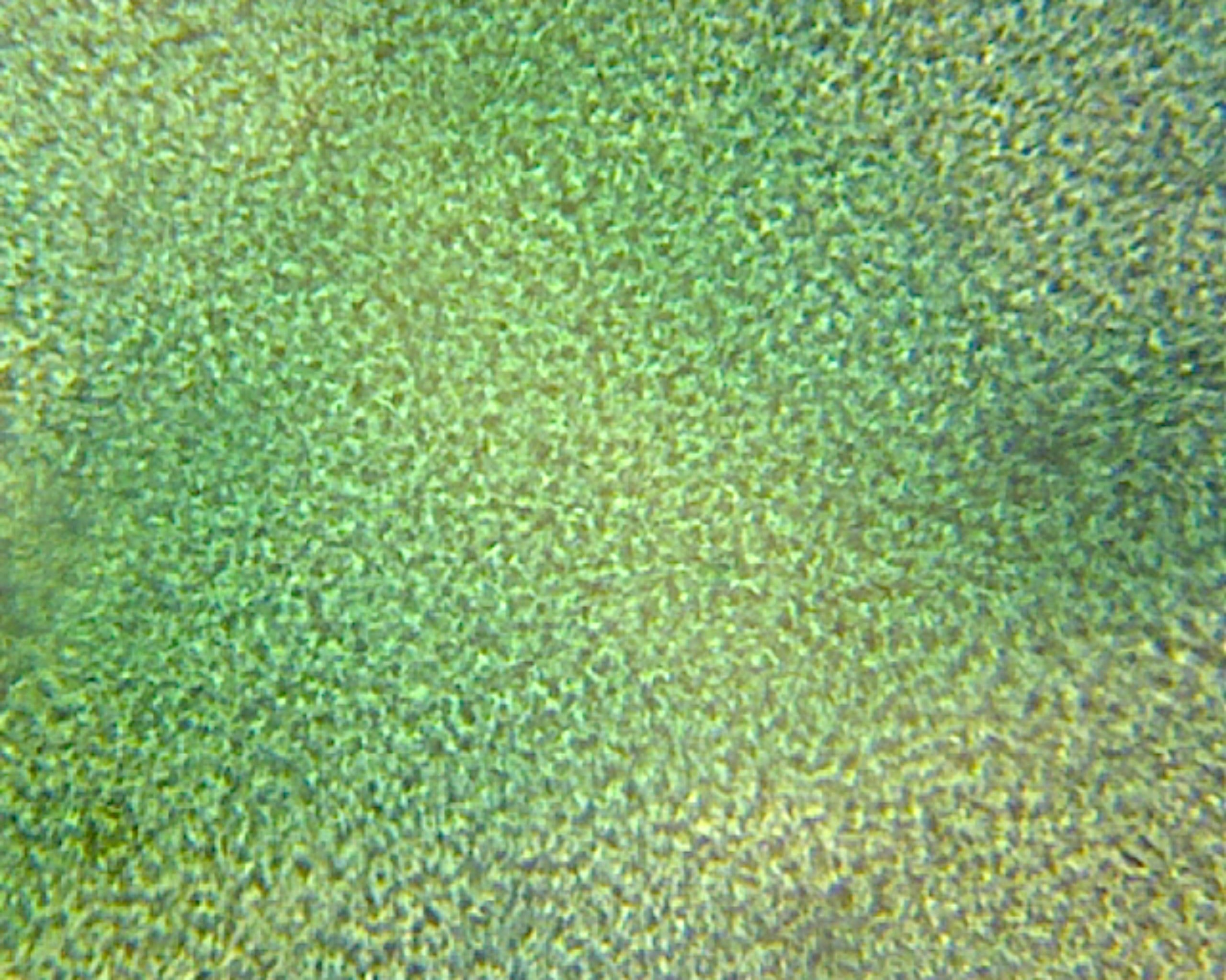 Microscope Slide, Chlorophyta Green Algae; Ulva Thallus, W.M.